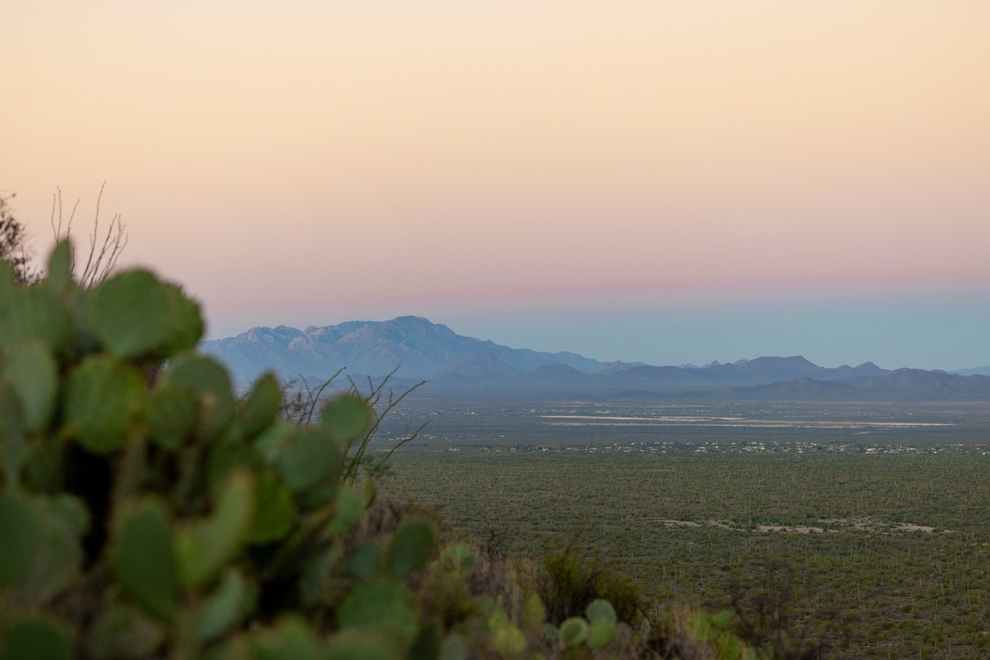 Prickly pear cactus at desert sunset — atmosphere, fruit, and memory held close to skin