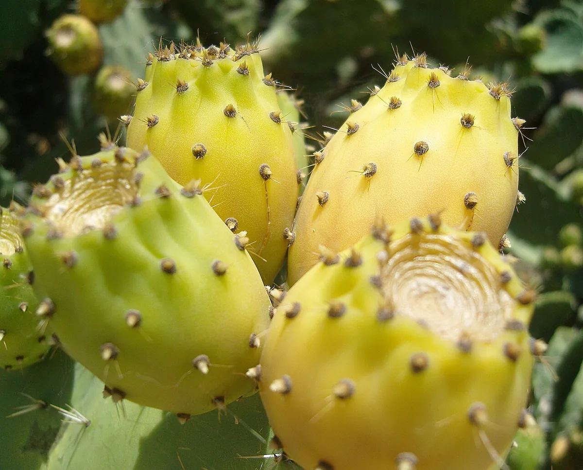 Sun-warmed prickly pear on a cactus pad — desert fruit
