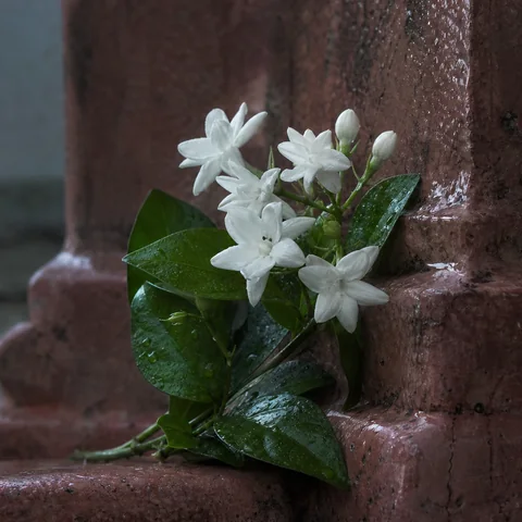 Small jasmine flowers and green stems against rain-cooled stone.