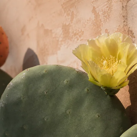Pale Opuntia bloom resting against a green cactus pad.