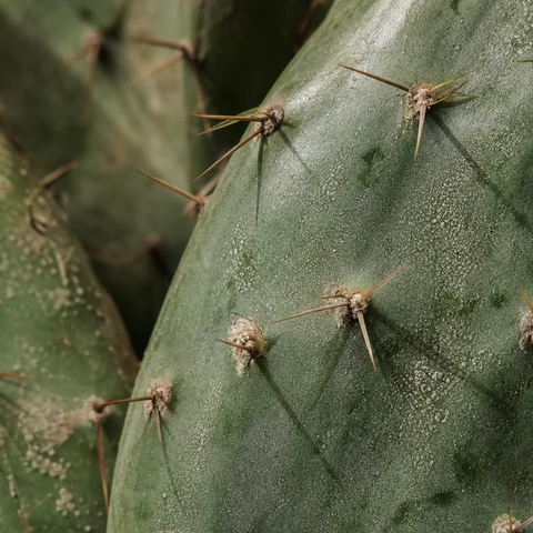 Fresh cactus pad with cut green edge and fine surface texture.