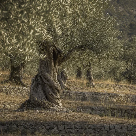 Gnarled olive wood and dry pale ground in a restrained grove study.